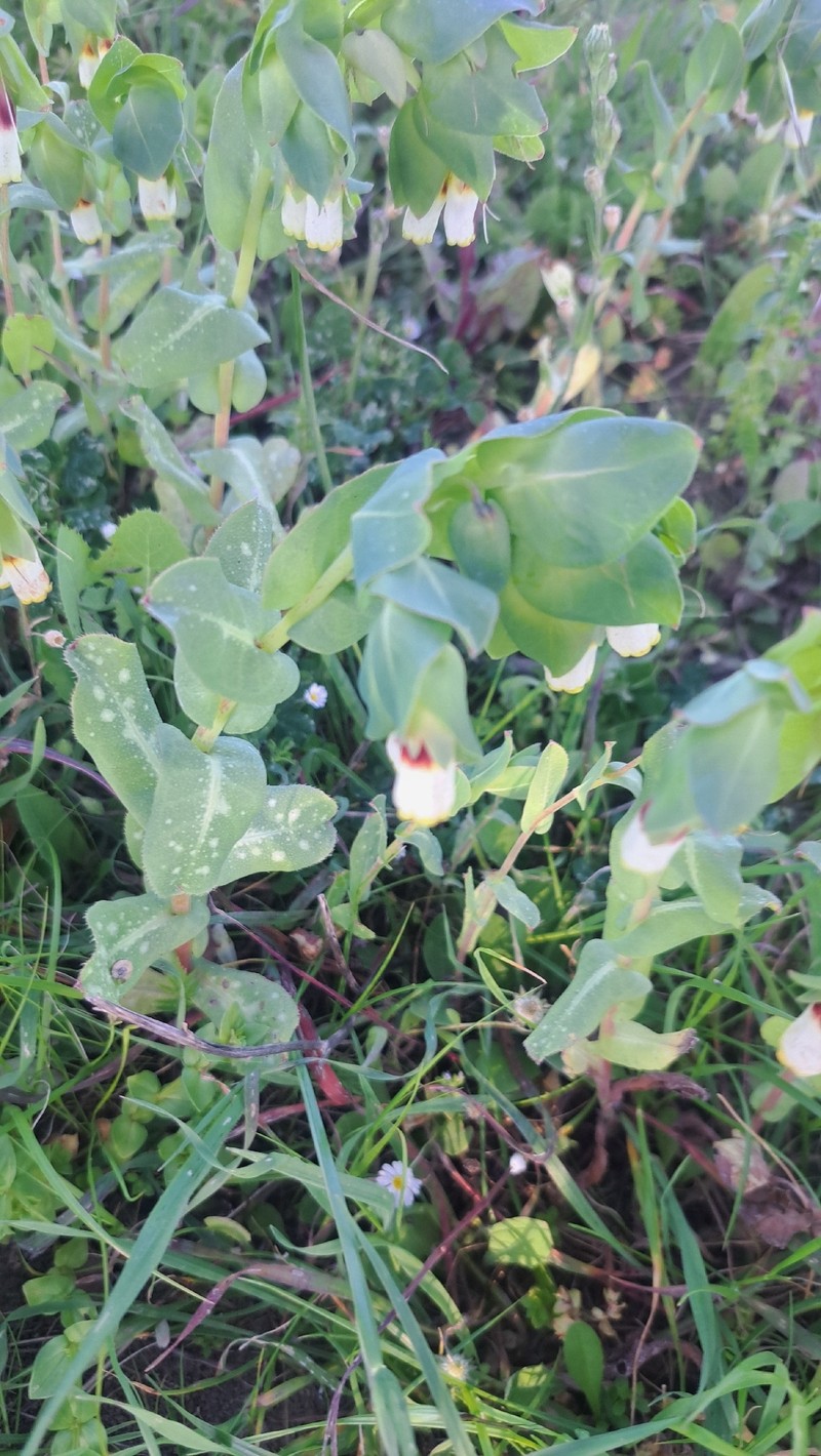 Cerinthe major subsp. major photo 3