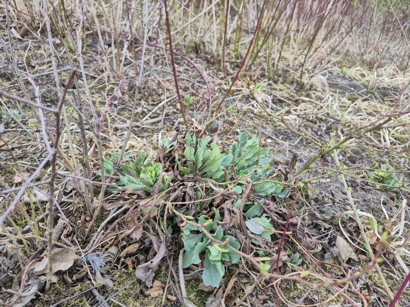 Cerinthe minor subsp. minor