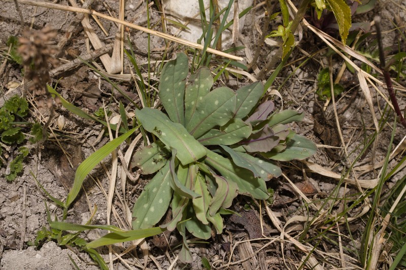 Cerinthe minor subsp. minor photo 2