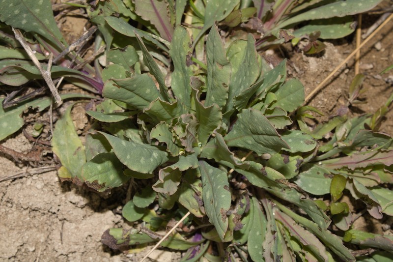 Cerinthe minor subsp. minor photo 3