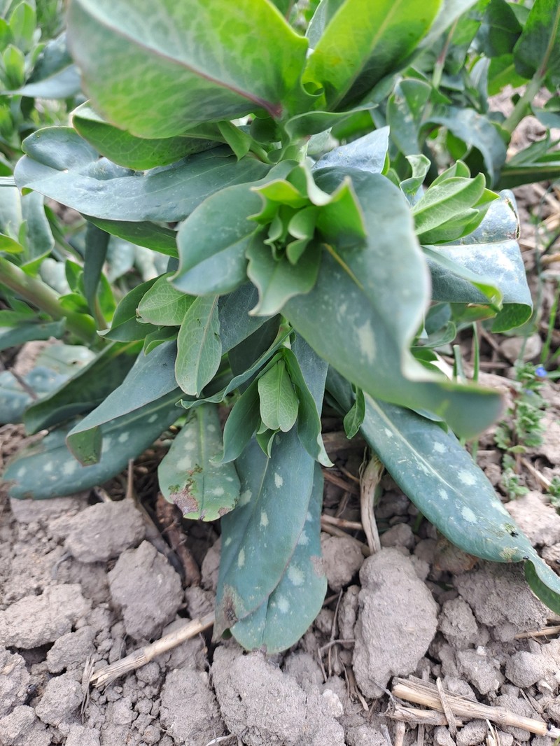 Cerinthe minor subsp. minor photo 4