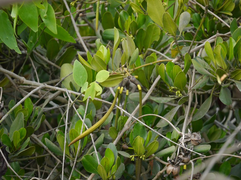 Ceriops tagal photo 5