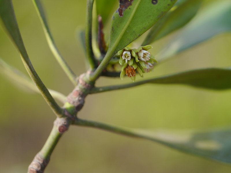 Ceriops tagal photo 6