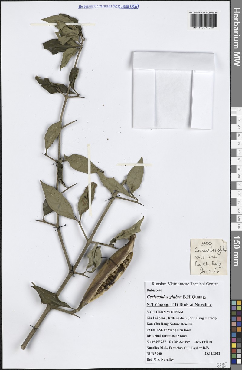 Ceriscoides glabra