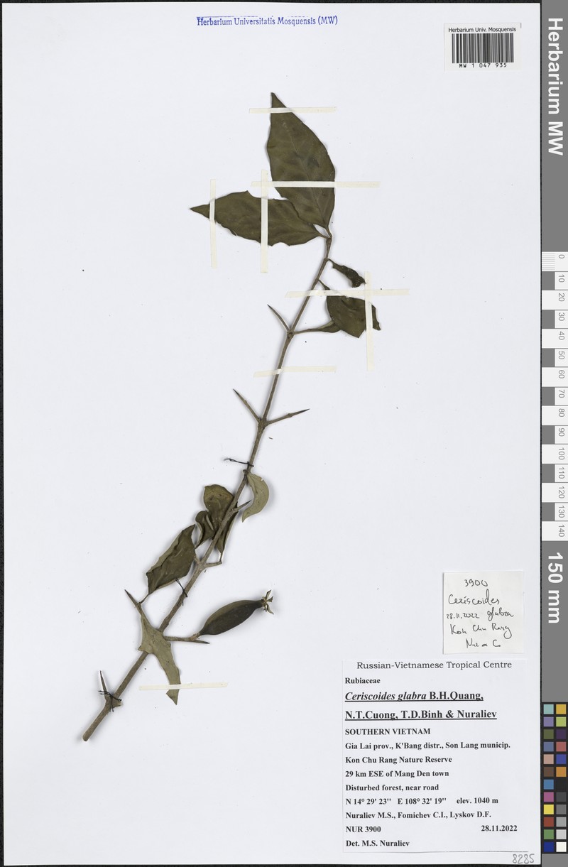 Ceriscoides glabra photo 2