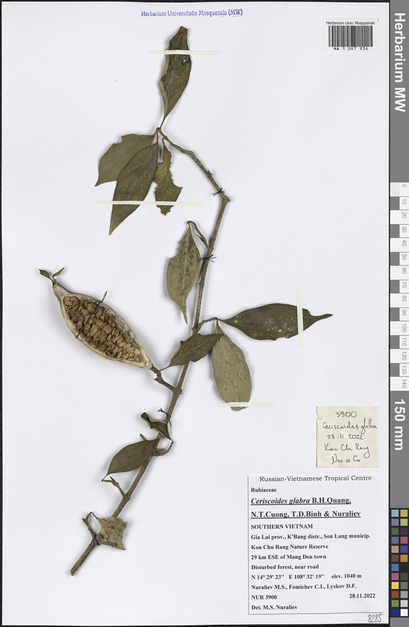 Ceriscoides glabra photo 3