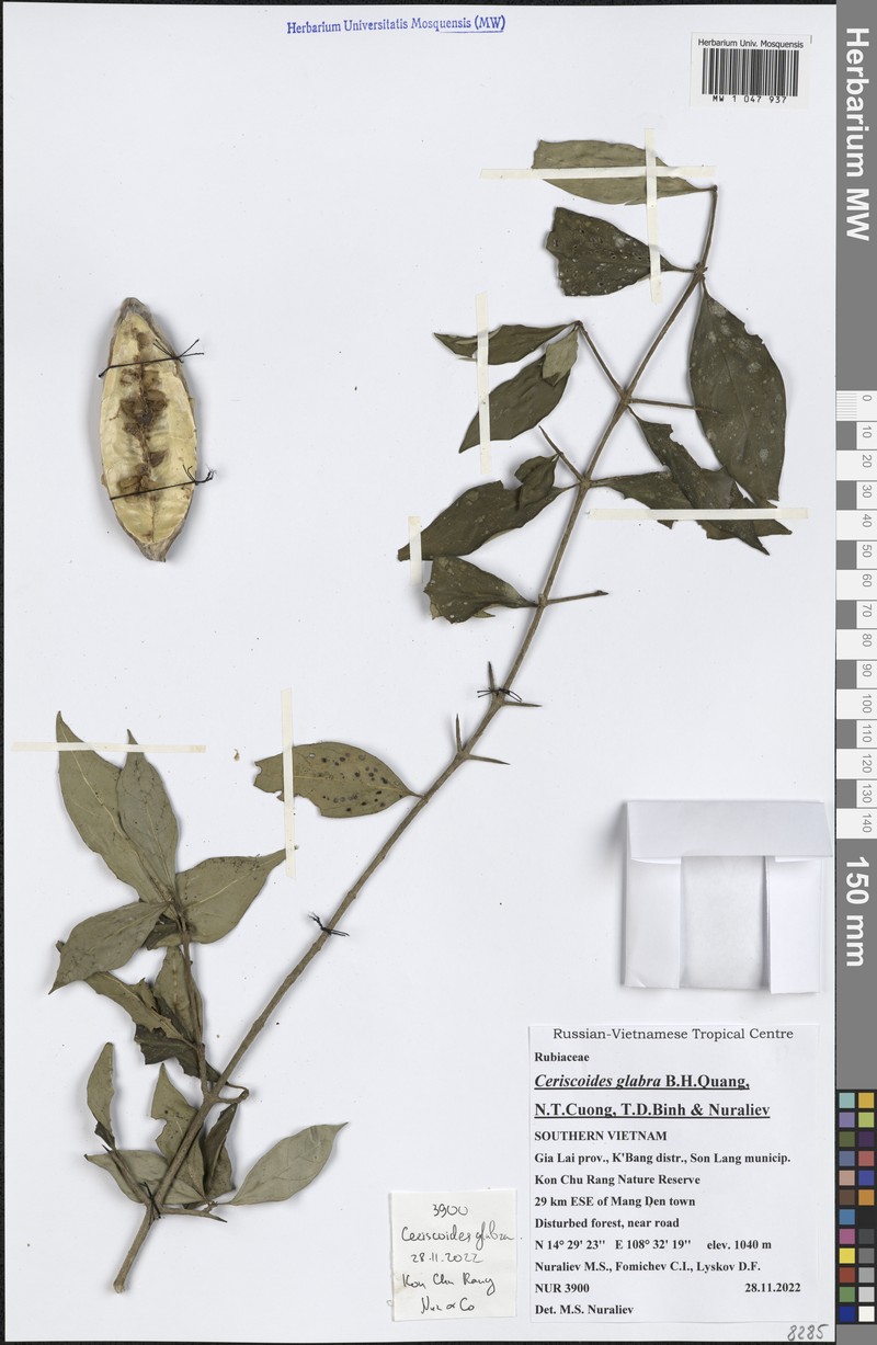 Ceriscoides glabra photo 4