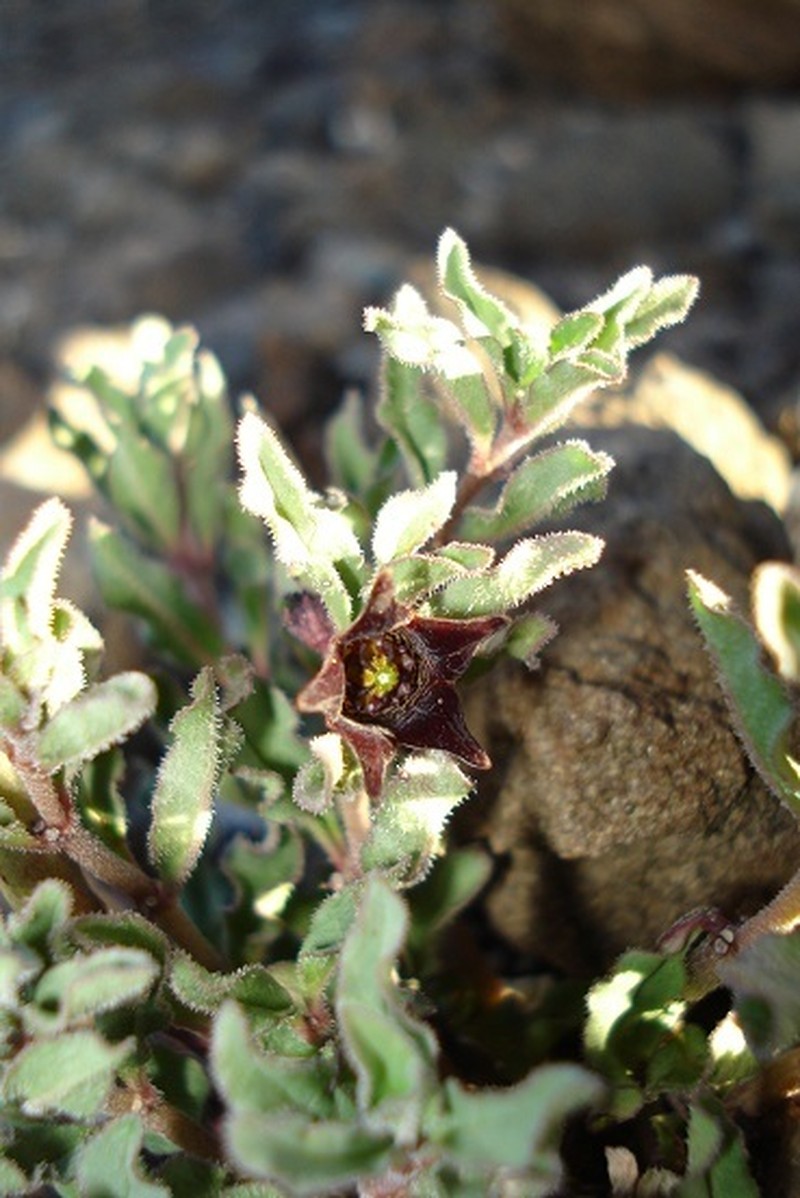 Ceropegia alpina photo 2