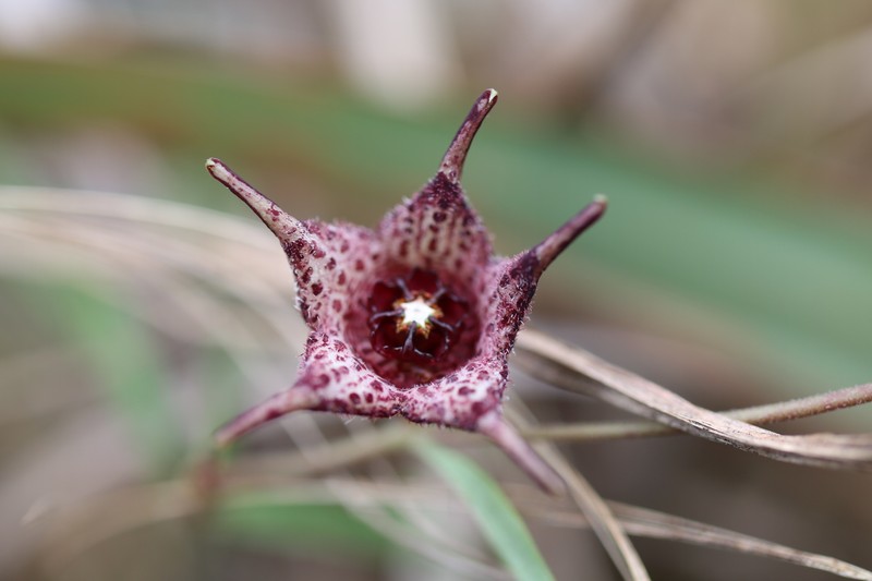Ceropegia australis