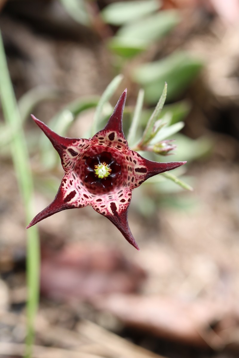 Ceropegia australis photo 2