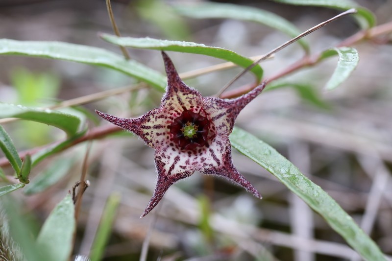 Ceropegia australis photo 3