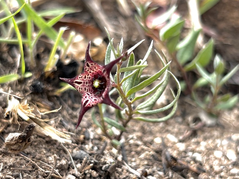Ceropegia australis photo 4