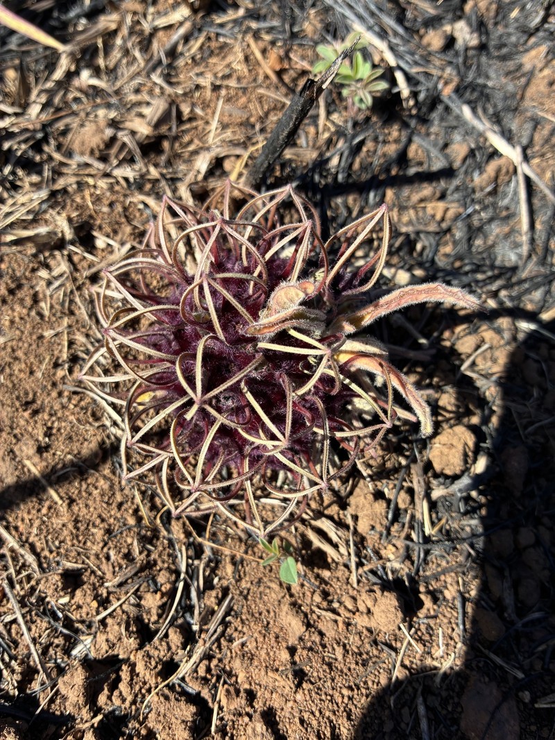 Ceropegia barberae photo 2