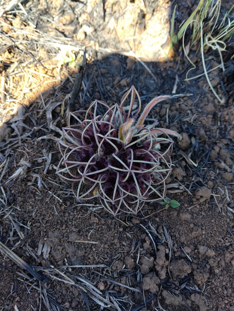 Ceropegia barberae photo 3