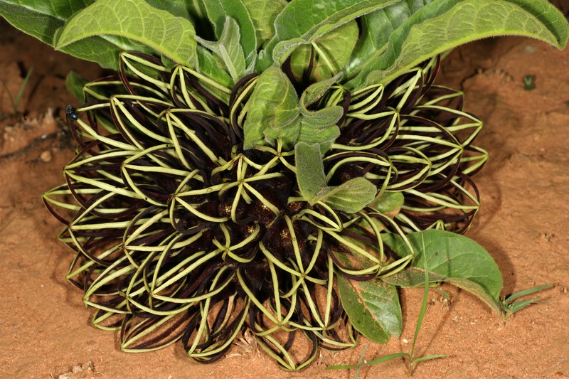 Ceropegia barberae photo 6