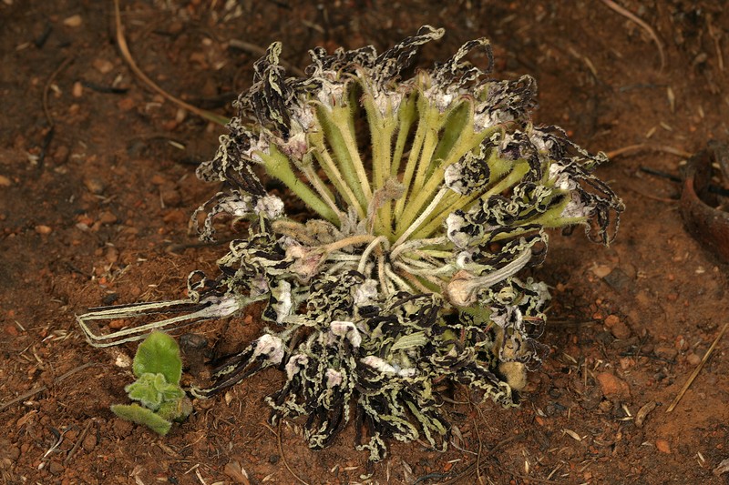 Ceropegia barberae photo 8
