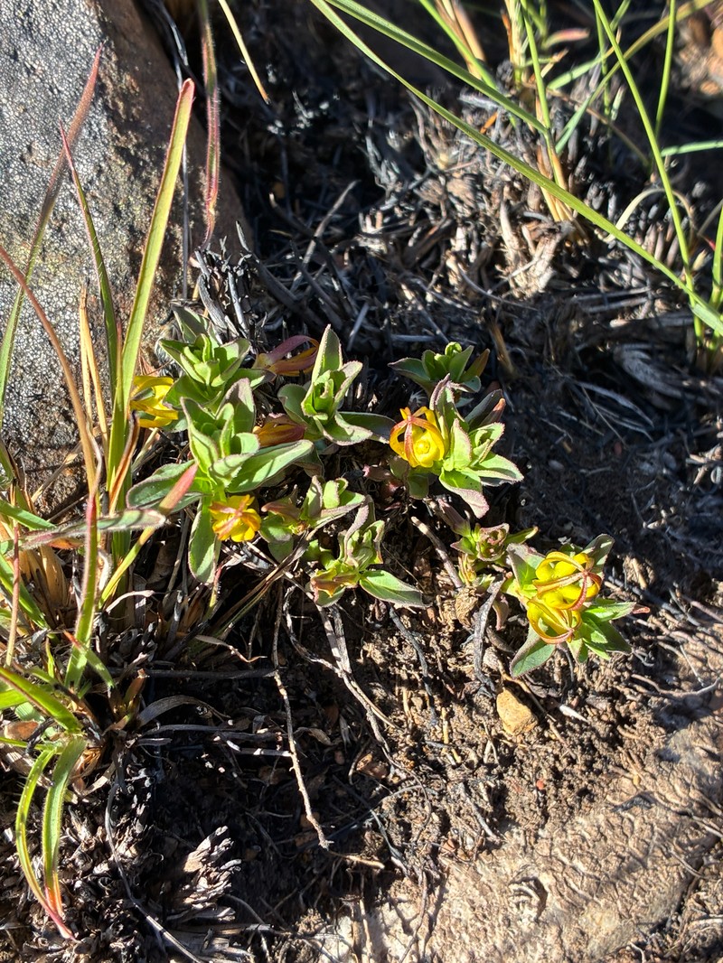 Ceropegia breviflora photo 2