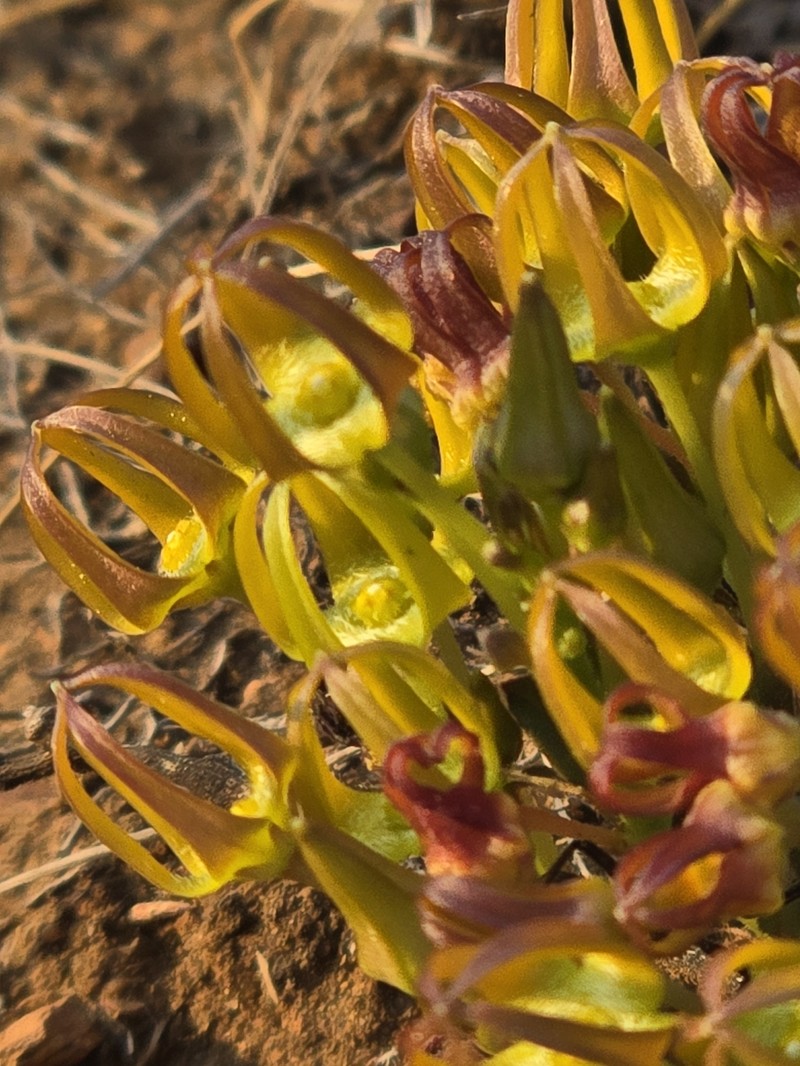 Ceropegia breviflora photo 3