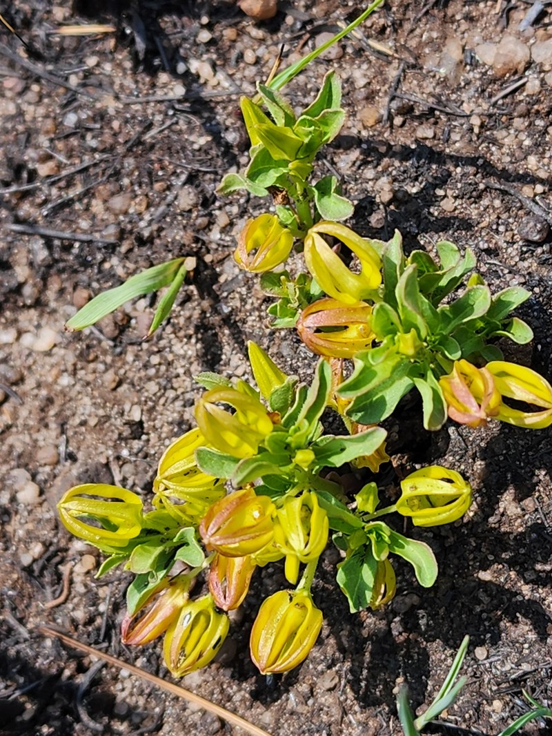 Ceropegia breviflora photo 4