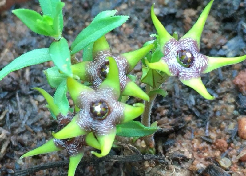 Ceropegia breviflora