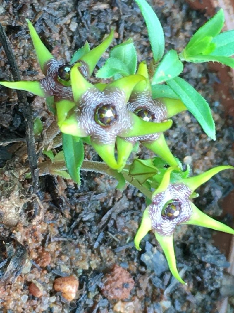 Ceropegia breviflora photo 6
