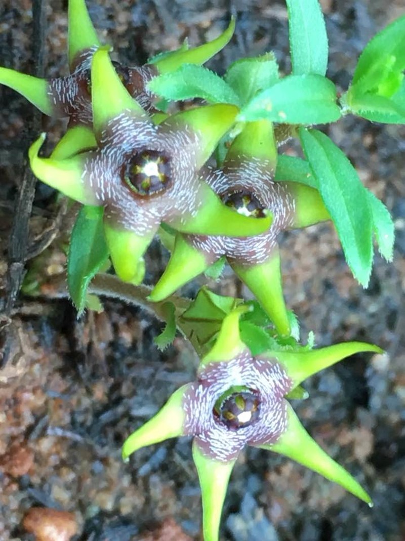 Ceropegia breviflora photo 7