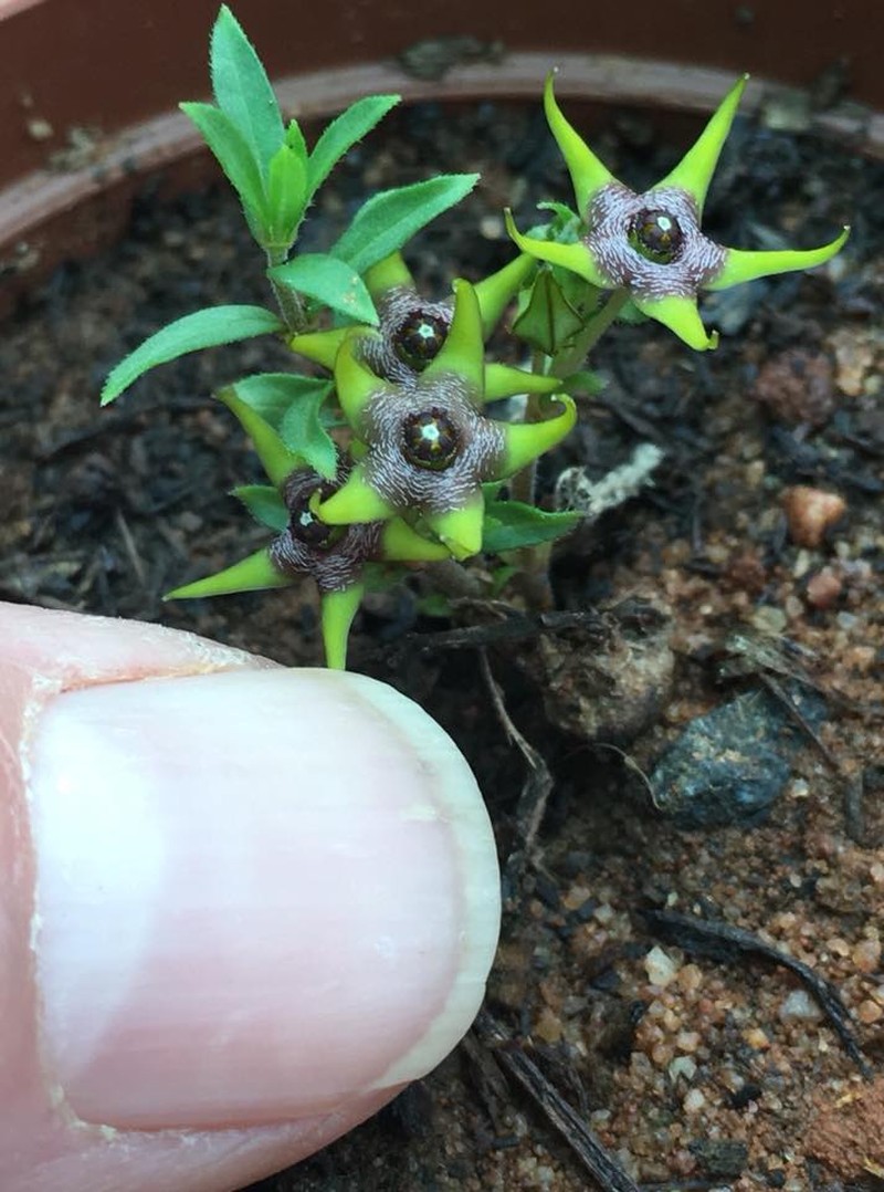 Ceropegia breviflora photo 8
