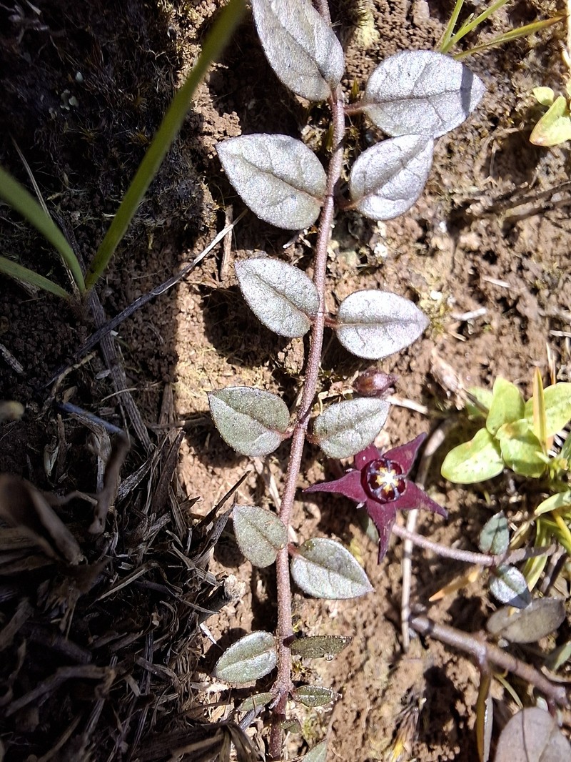 Ceropegia bruceae