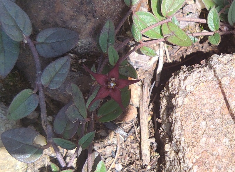 Ceropegia bruceae photo 2