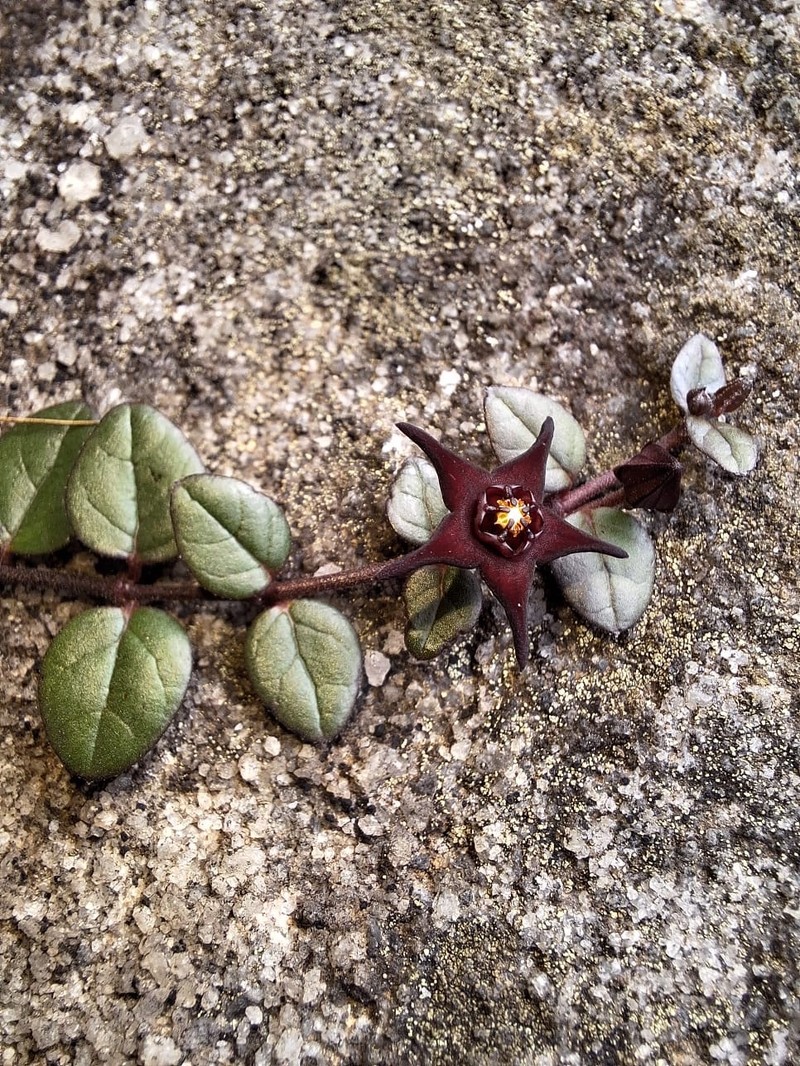 Ceropegia bruceae photo 3