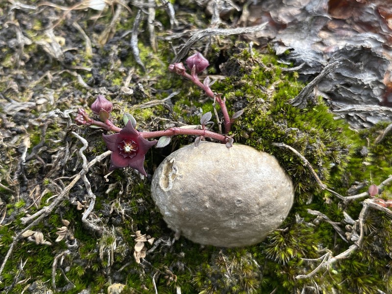 Ceropegia bruceae photo 4
