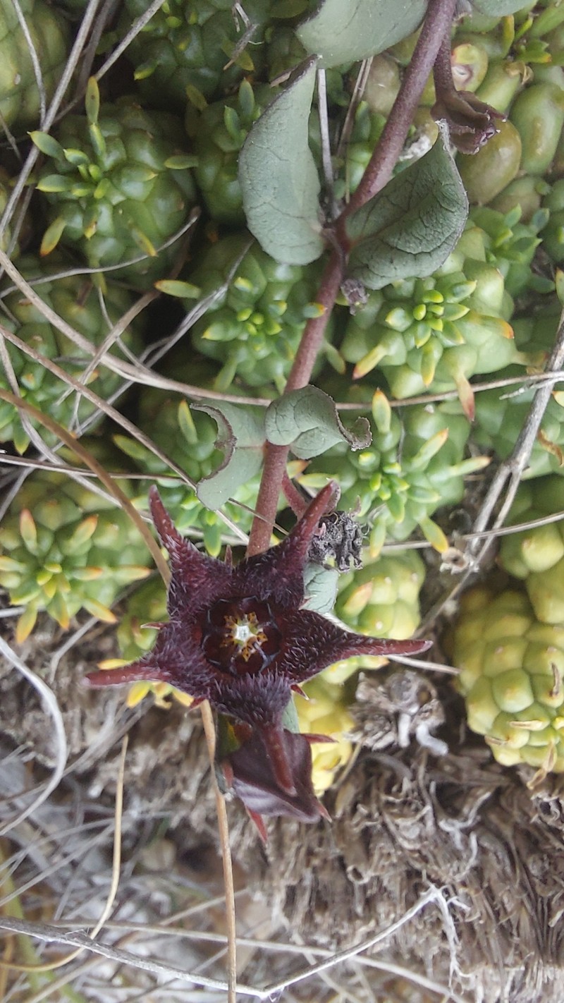 Ceropegia bruceae subsp. hirsuta