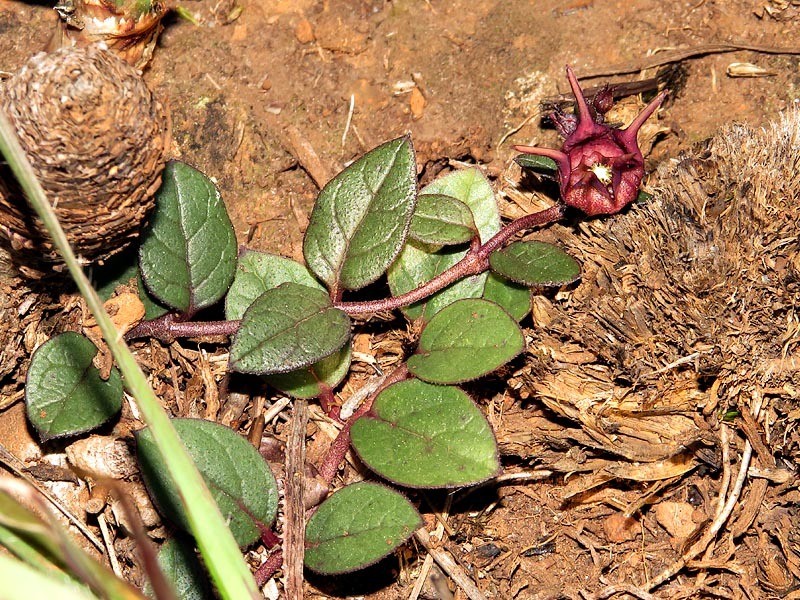 Ceropegia bruceae subsp. hirsuta photo 2