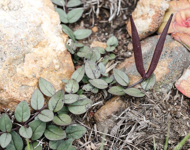 Ceropegia bruceae subsp. hirsuta photo 3