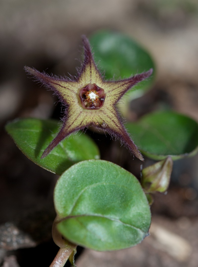 Ceropegia bruceae subsp. hirsuta photo 4