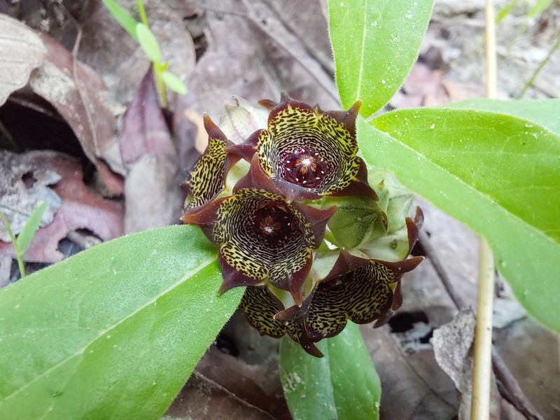 Ceropegia buchananii
