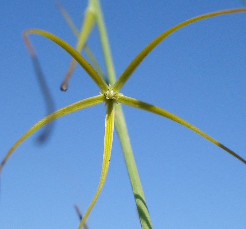 Ceropegia burchelliana