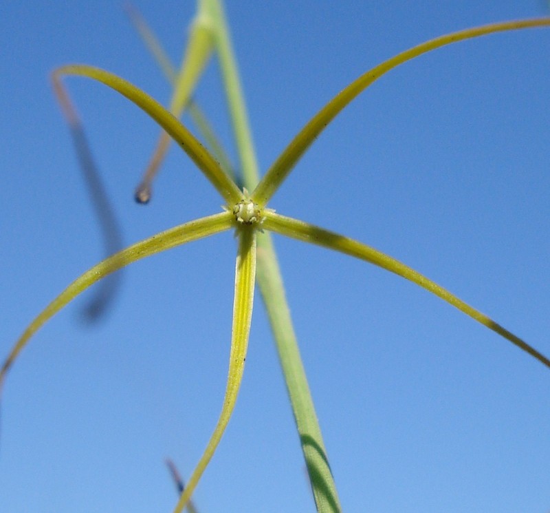 Ceropegia burchelliana photo 2