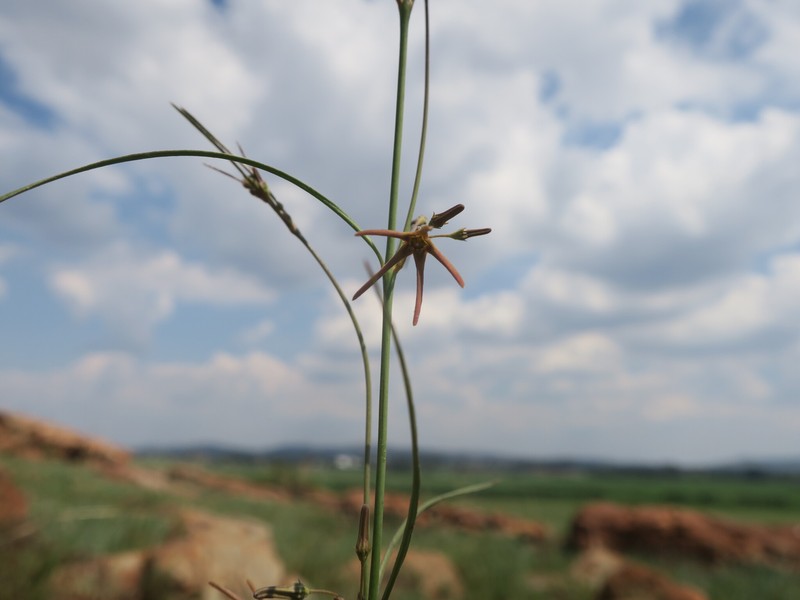 Ceropegia chlorantha