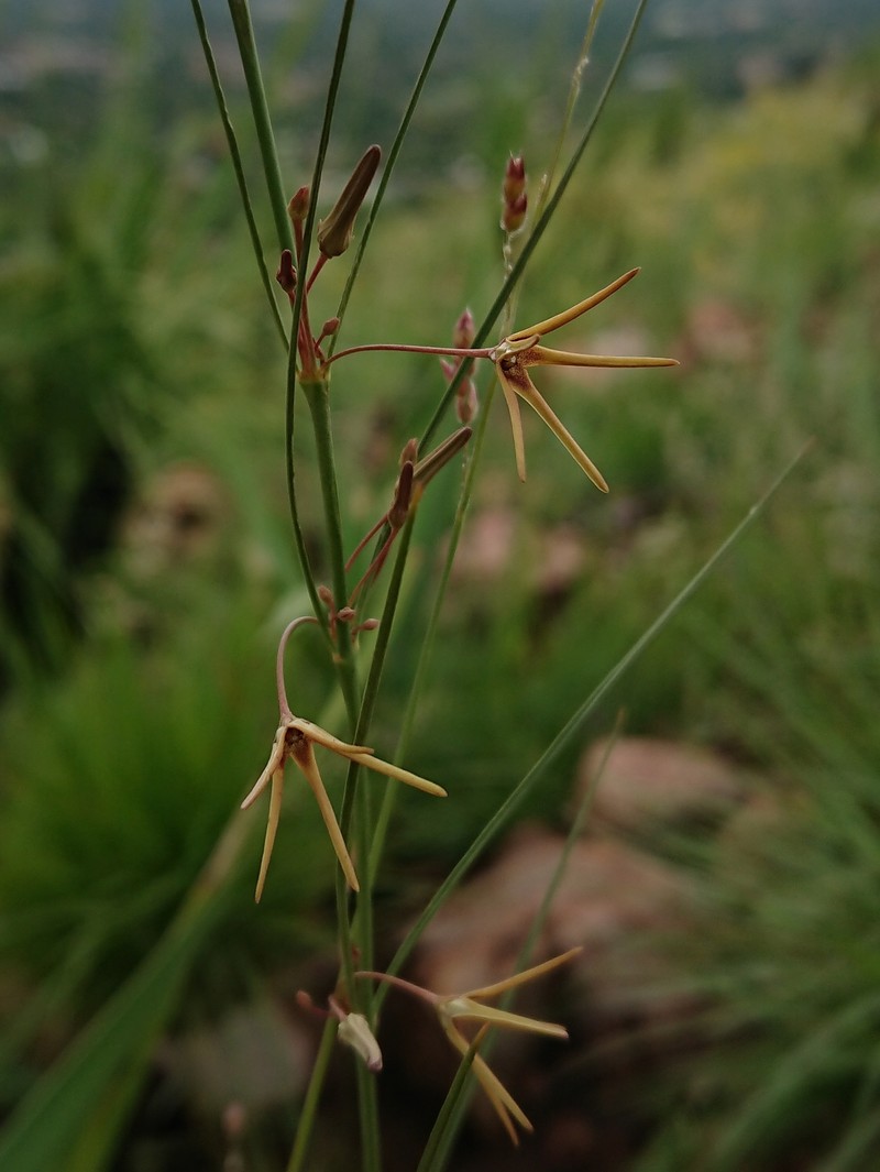 Ceropegia chlorantha photo 3