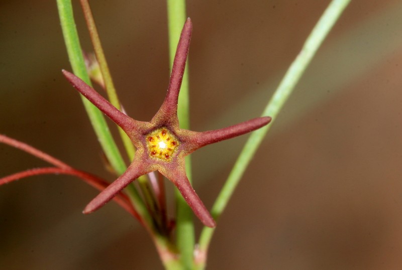 Ceropegia chlorantha photo 4