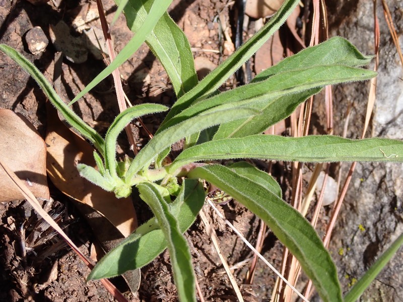 Ceropegia chlorozona