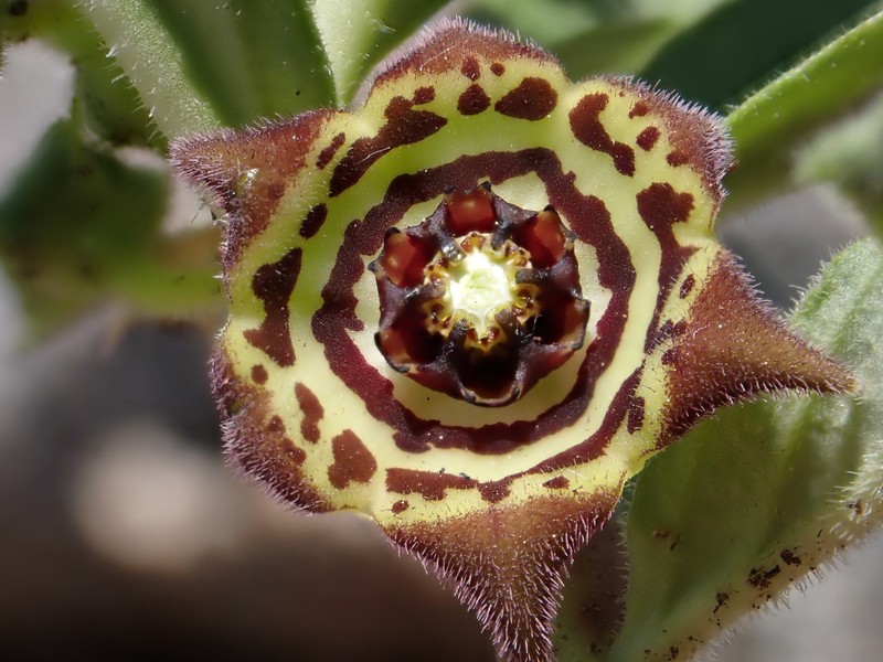 Ceropegia chlorozona photo 2