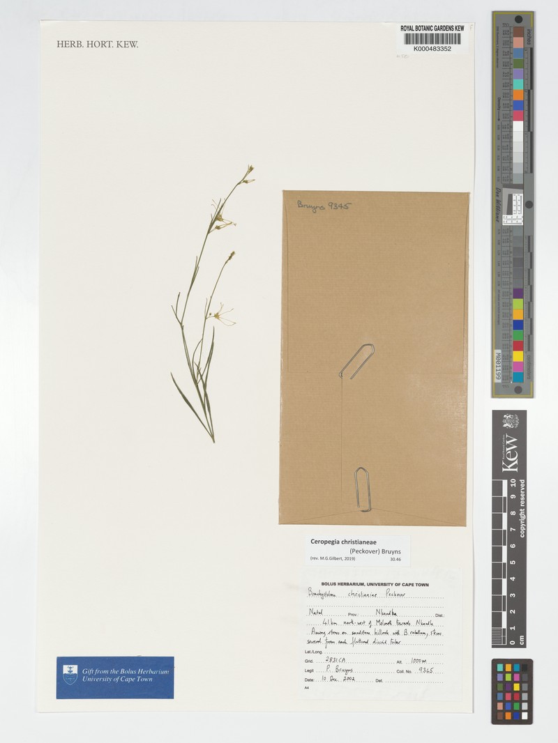 Ceropegia christianeae