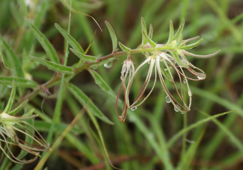 Ceropegia circinata photo 2