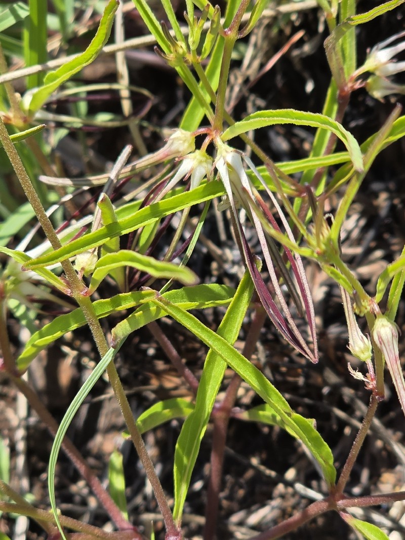 Ceropegia circinata photo 3