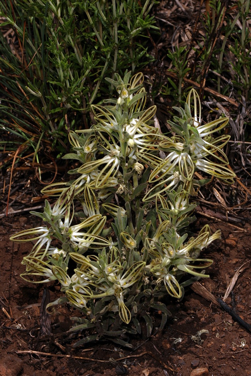 Ceropegia circinata