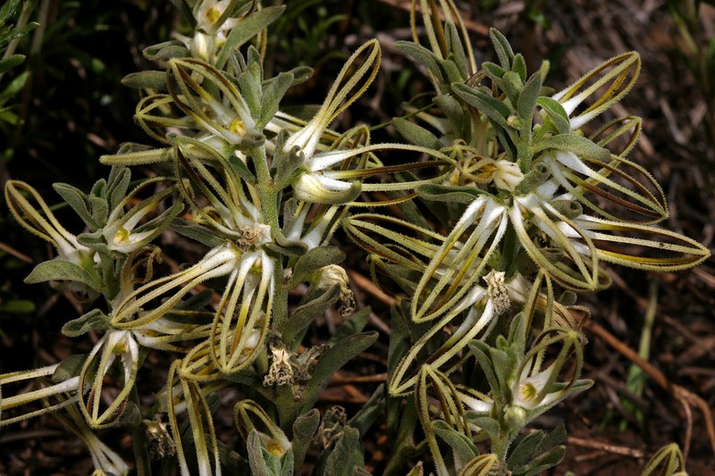 Ceropegia circinata photo 8