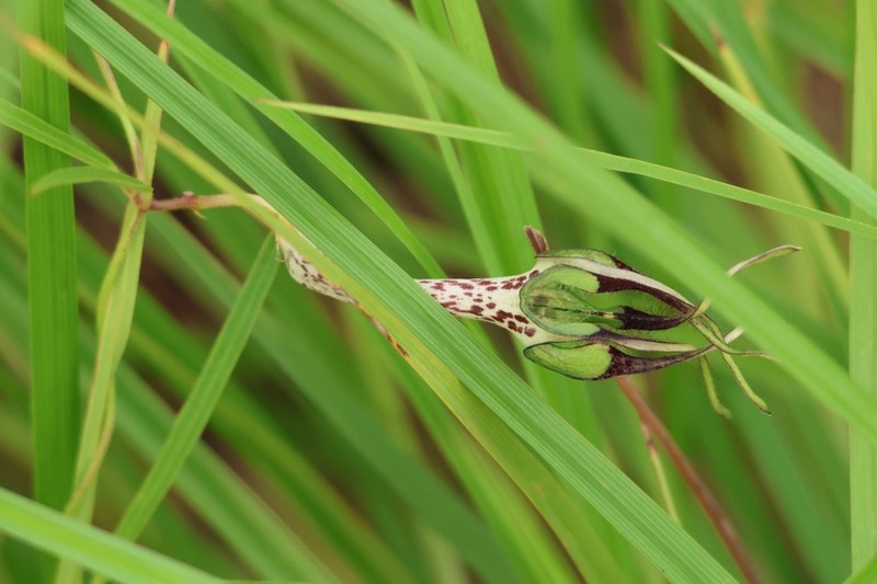 Ceropegia cochleata