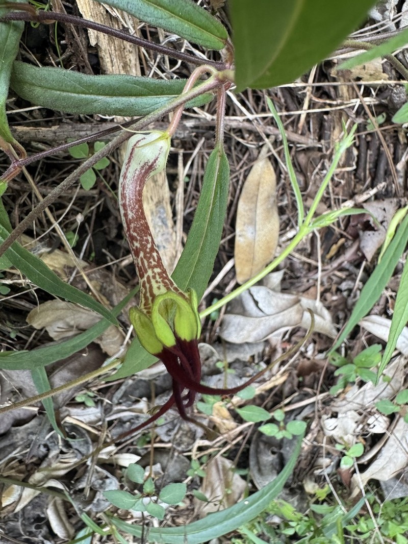 Ceropegia cochleata photo 2